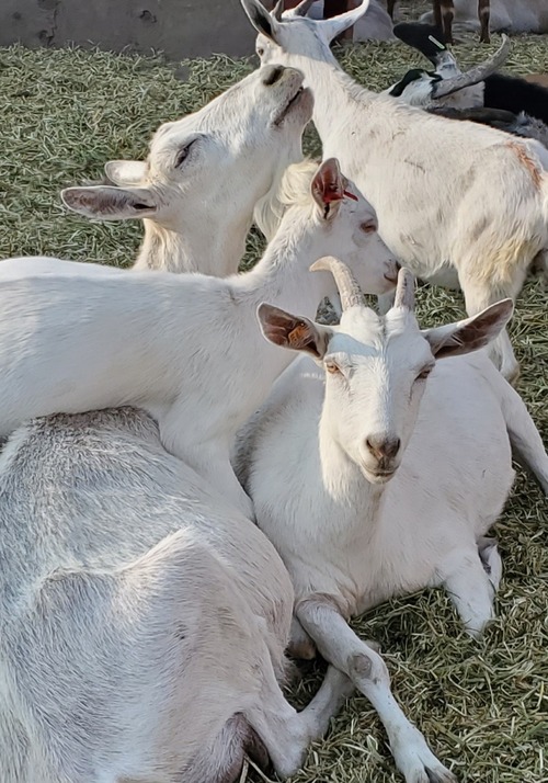 breeding-doelings